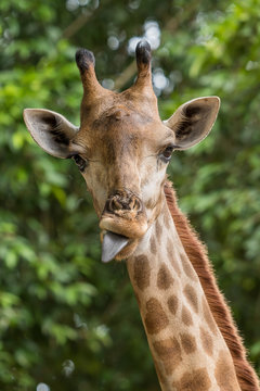 The close up photo of Giraffe head with tongue sticking out.