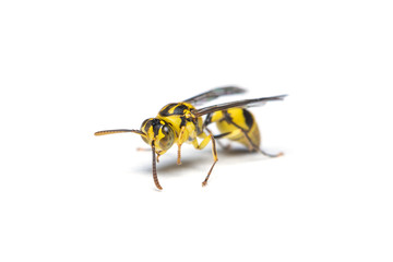 A yellow jacket wasp isolated on white background.