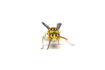 A yellow jacket wasp isolated on white background.
