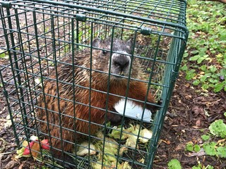 marmotte en cage
