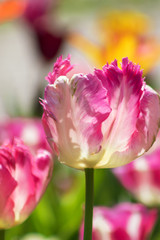 Pink tulips blooms