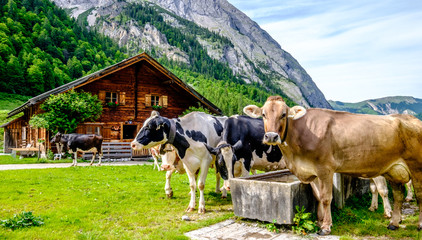 cows
