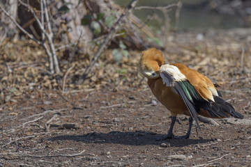Ruddy shelduck scratching wing