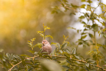 Sparrow sitting on a branch against a beautiful background . Artistic image with a bird.