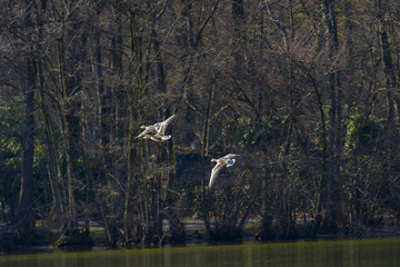 Flying mallards over the lake