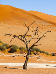 Fototapeta na wymiar Sossusvlei in the Namib Naukluft National Park, Sesriem, Namibia