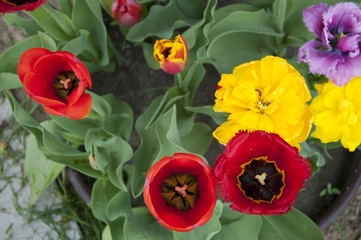 Red, yellow and purple tulips top view close up in spring.