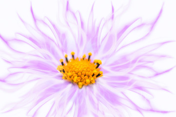 Obraz premium Pink kosmeya flower art image on a white background.Cosmos flower