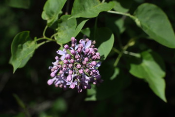 Lilac branch close-up. Beautiful lilac branch close-up on a green background.