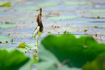 Chinese Pond Heron in the lotus