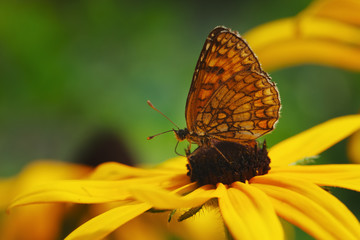 photo of butterfly on yellow flower
