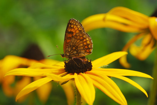 photo of butterfly on yellow flower