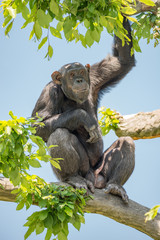 Chimpanzee portrait sitting at tree