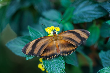 Orange Tiger