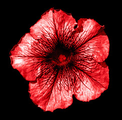 Surreal dark chrome red Althea flower macro isolated on black