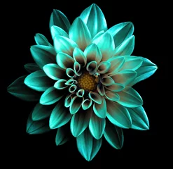 Foto op Plexiglas Surreal dark chrome turquoise flower dahlia macro isolated on black © boxerx