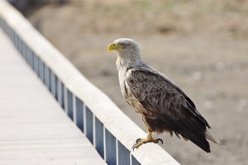 Pride, White-tailed Eagle in Hokkaido japan　オジロワシ
