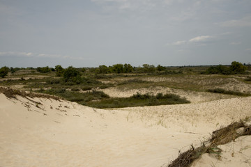 Sand dunes in Letea forest , in the Danube Delta area, Romania, in a sunny summer day