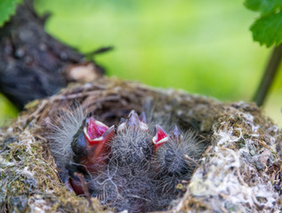 newborn baby birds in nest