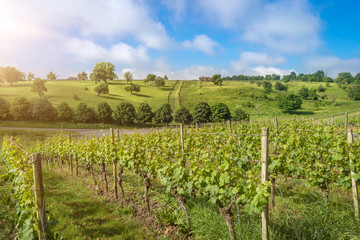 Fototapeta na wymiar Vineyard landscape view in summer with shining sun