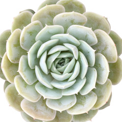 miniature echeveria succulent plant isolated on white background