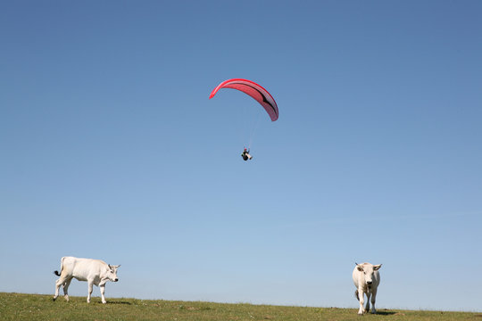 Bovini e parapendio