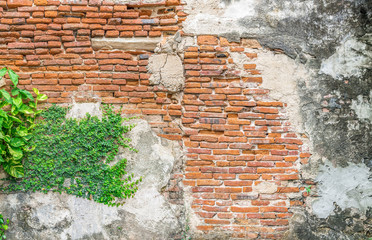 Vintage background, The old wall is show detail of brick in long time ago. and a small plant is grow up on the wall. Abstract wallpaper with vintage filter.