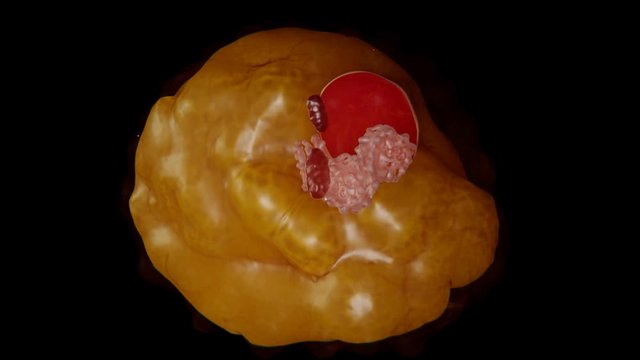 Aufbau einer Fettzelle. Sie besteht aus einem gro&szlig;en Lipidtropfen und einem Kern und Zellorganellen in der Peripherie.