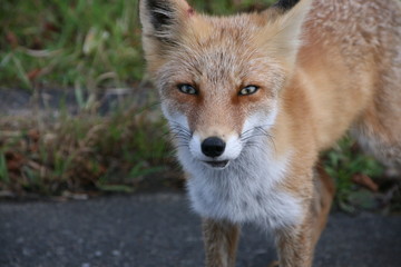 道端でキタキツネ