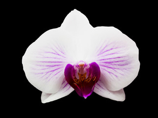 Beautiful isolated orchid flower on black background. Moth orchid hybrid, one flower up close.