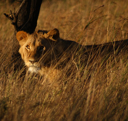 Lion in Long Grass