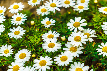 Close image of a field of Daisy flower - marguerites