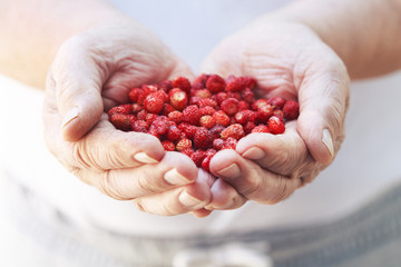 Hands full of freshly picked wild strawberries, selective focus