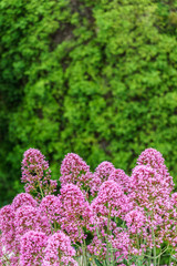 Obraz premium Detail of pink flower in Mediterranean area