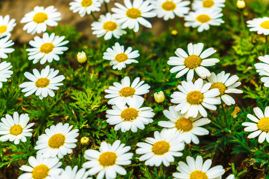 Close image of a field of Daisy flower - marguerites © A.Ruiz