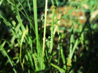  Grass with dew drops