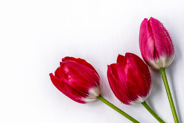red tulips with water droplets on white background