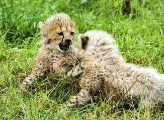 Cheetah Cubs