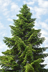 High pine tree