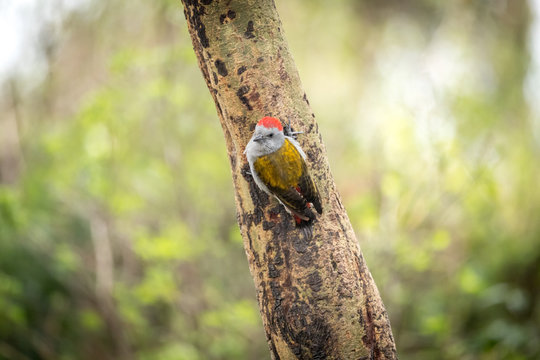 African Grey Woodpecker  Dendropicos Goertae