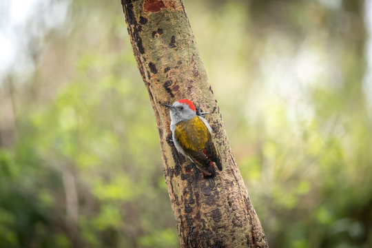 African Grey Woodpecker  Dendropicos Goertae