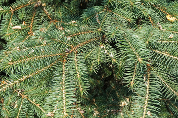 Christmas tree leaves closeup