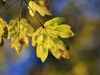 leaves autumn