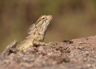 iguana_lizard_animal_nature_wild_life_dragon_scales_desert_gecko_brown_head_eye_skin_leg_tail_salman_poolanchery_photography