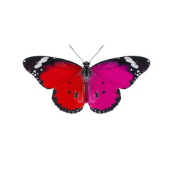 Fototapeta na wymiar Beautiful butterfly isolated on white background 