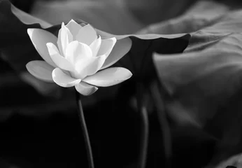 Rolgordijnen Lotusbloem lotus in zwart-wit