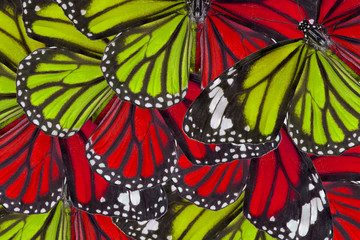 Butterfly wings for background