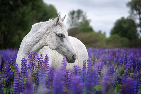 Portrait of a Palomino horse among blooming lupine flowers. 