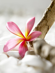 pink flower and pebbles on wood with white stones