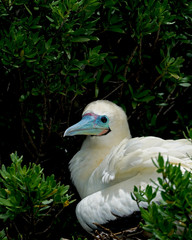 Red-Footed Booby Nesting in Aldabra